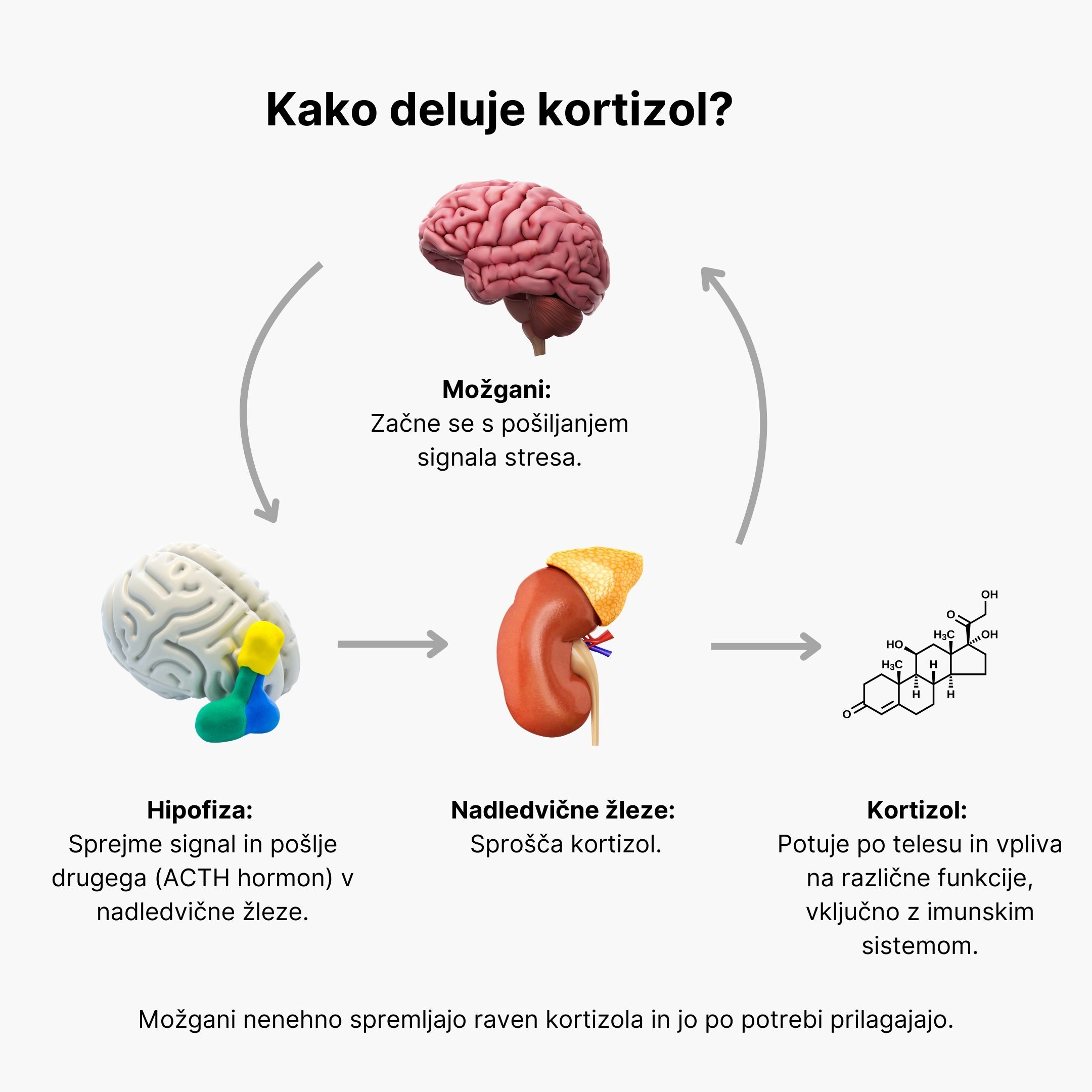 (Slovinština) Jak funguje kortizol